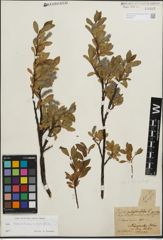 Foto von Salix kitaibeliana Willd. x Salix phylicifolia L.